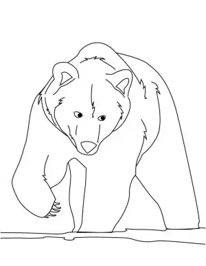 oso polar para colorear