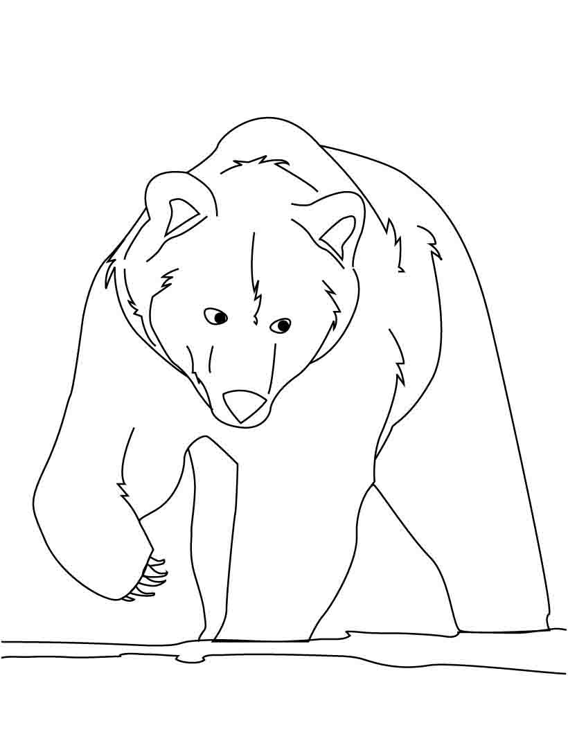 oso polar para colorear