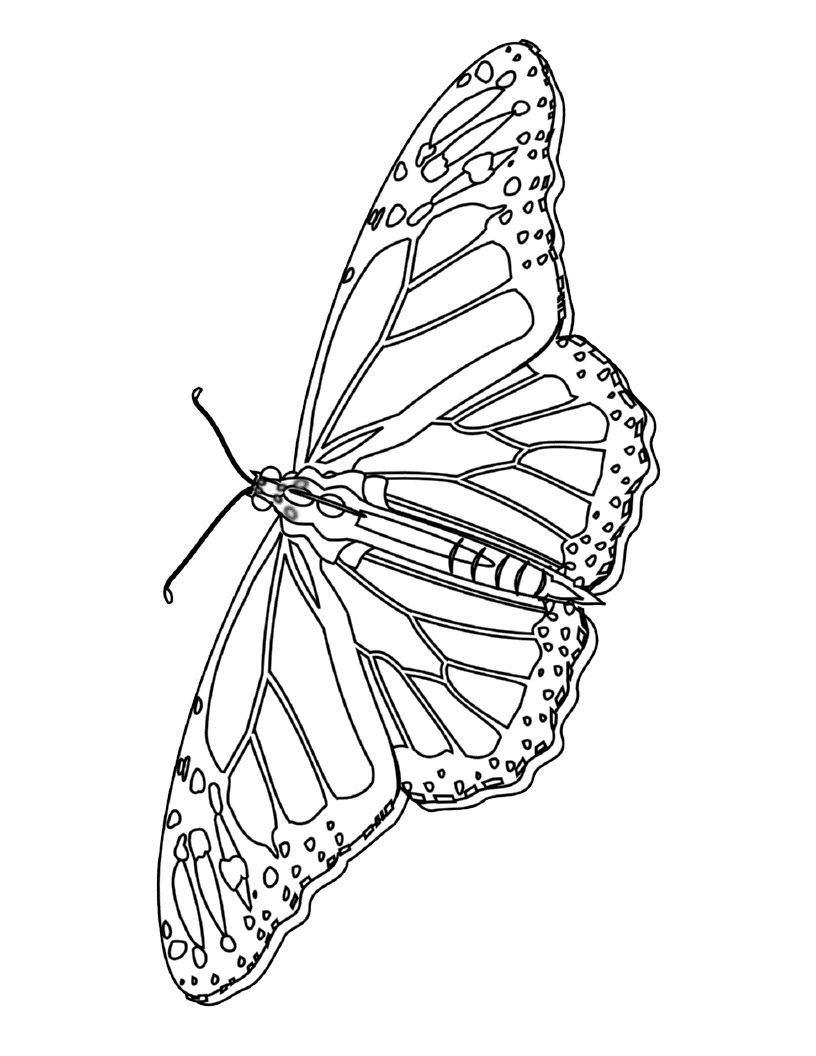 plantilla mariposa para imprimir