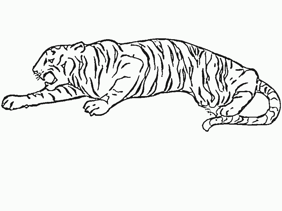 tigre para imprimir