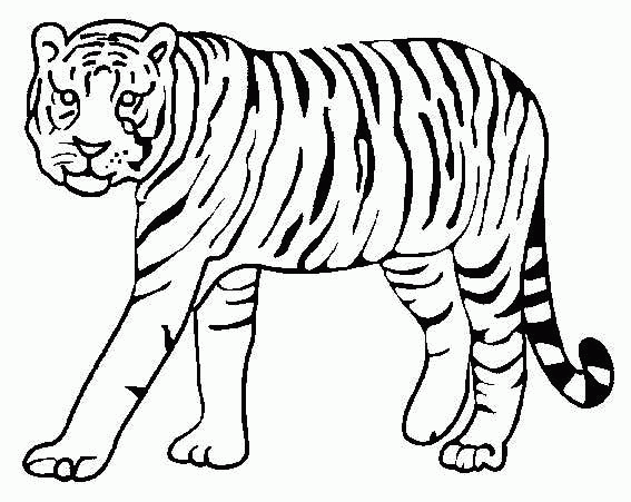 tigres para dibujar