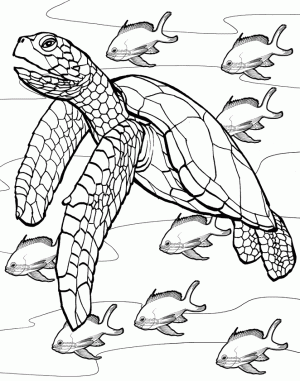 tortuga marina para colorear