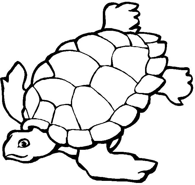 tortuga para colorear