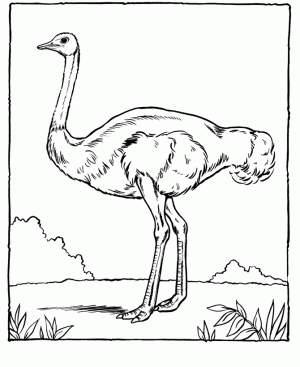 avestruz colorear