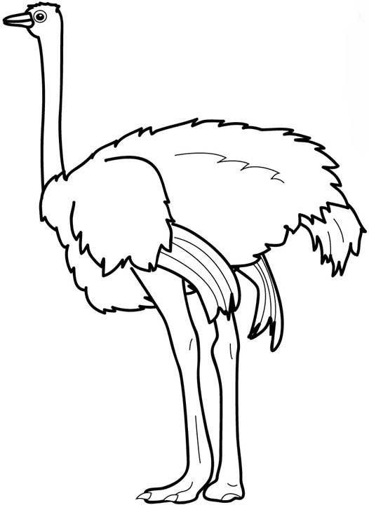 avestruz para imprimir