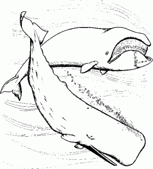ballenas para dibujar