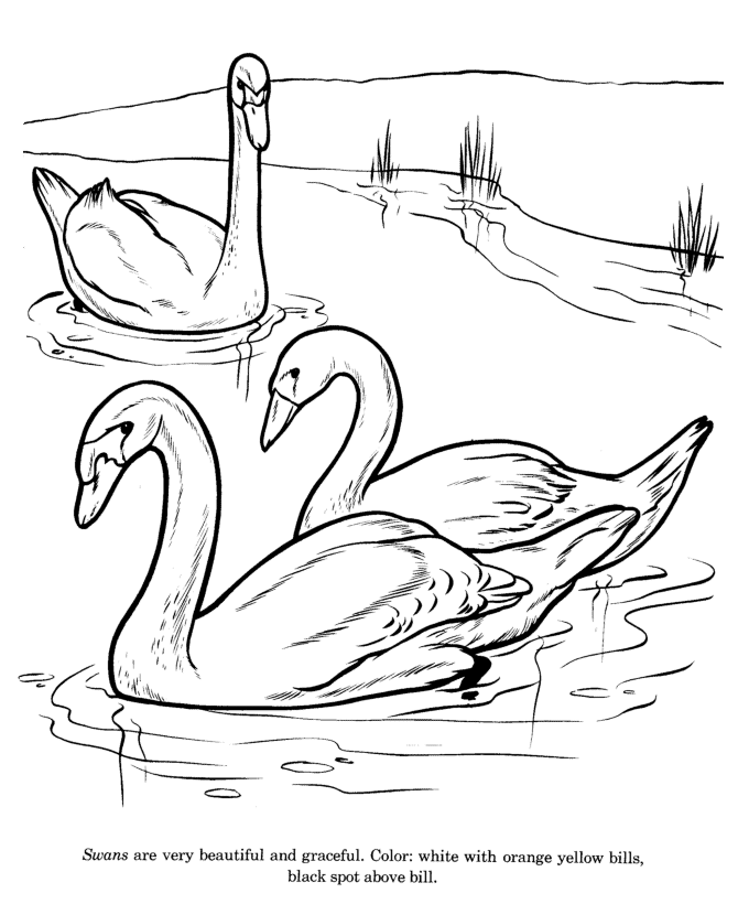 cisnes para colorear