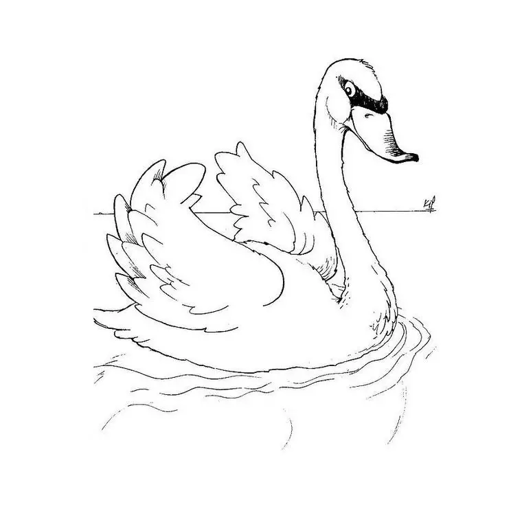 cisnes para pintar
