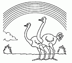 colorear avestruz