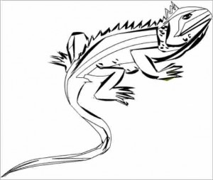 dibujar iguana