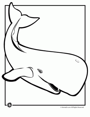 dibujo de ballena para colorear