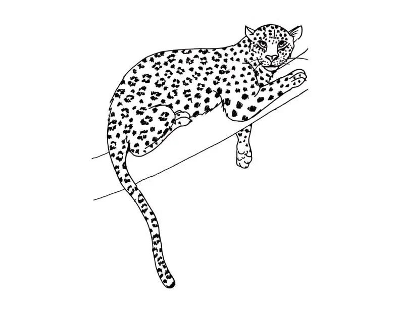 dibujos de leopardos para imprimir