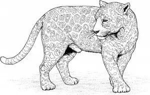 dibujos para colorear de leopardos