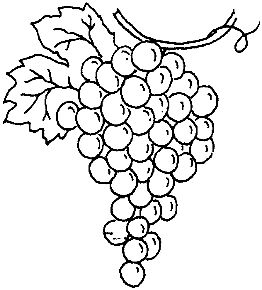 dibujos para colorear uvas