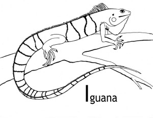 iguanas para pintar
