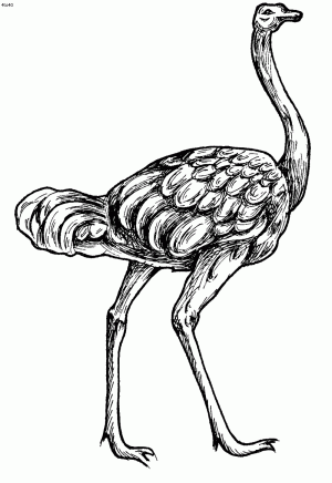 imagen de avestruz para imprimir