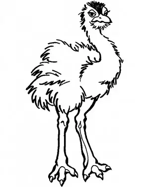 imagen de avestruz para pintar