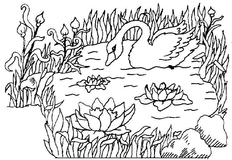imagen de cisne para colorear