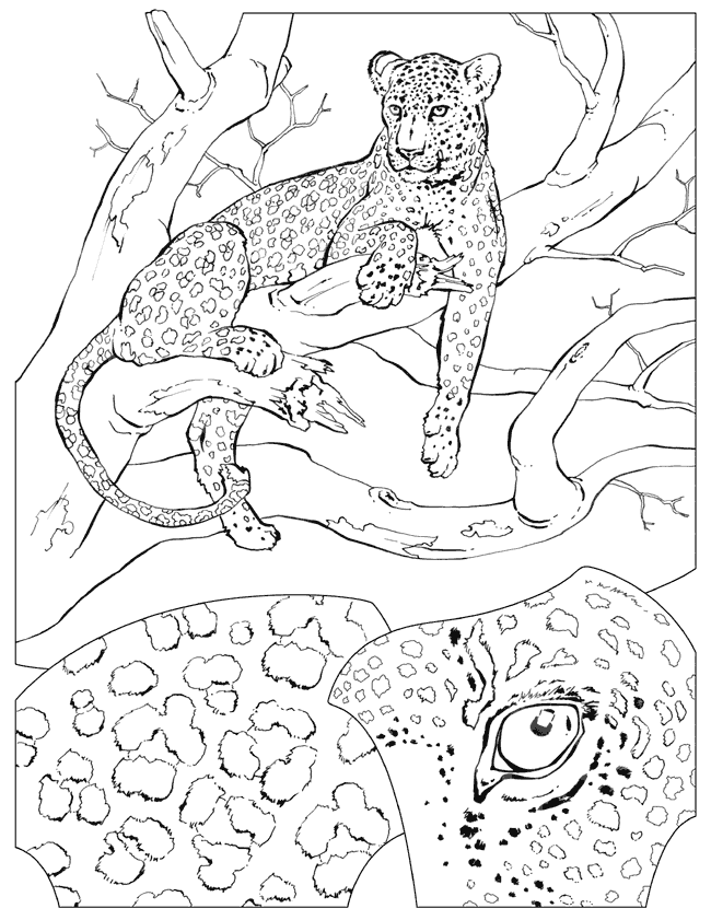 imagen de leopardo para colorear