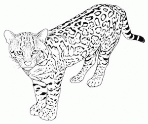imagen de leopardo para imprimir