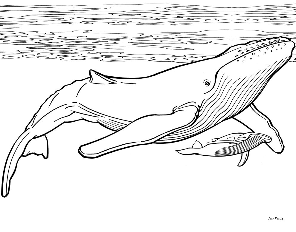 imagenes de ballenas para colorear