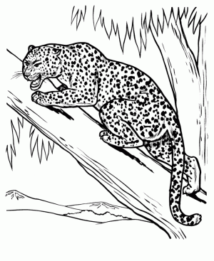 leopardo para colorear