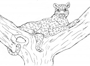 leopardo para pintar