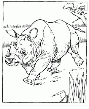 rinoceronte dibujar