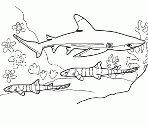 dibujo de tiburones para colorear