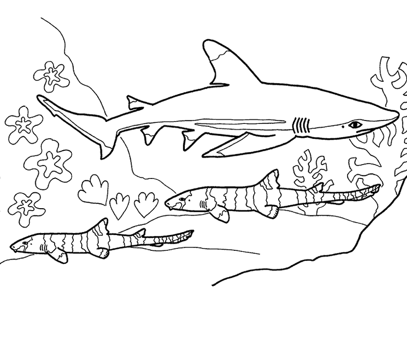 tiburones para colorear