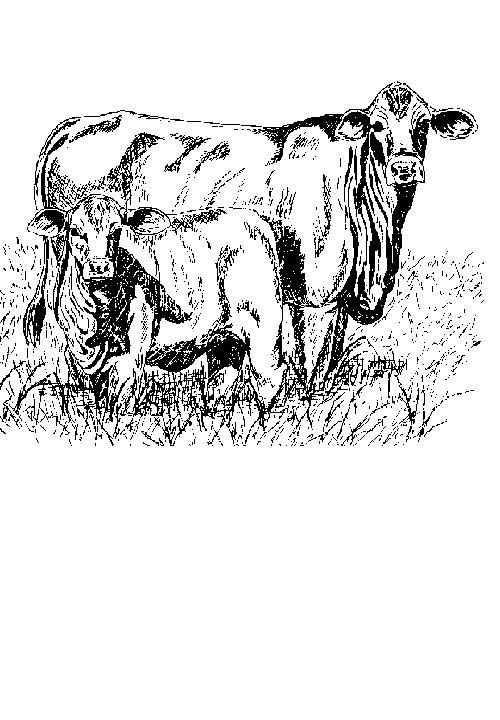 vaca colorear