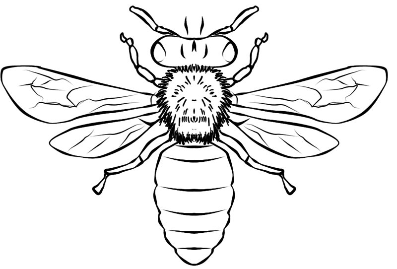 abeja para colorear