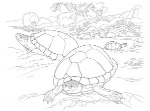 dibujo de tortuga para colorear