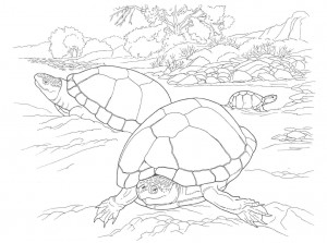 Dibujos de tortugas para imprimir y colorear