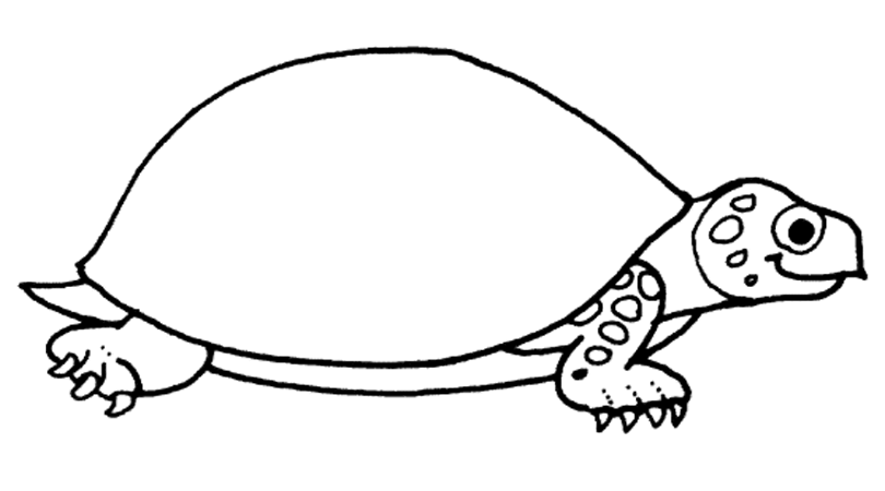 imagen de tortuga para colorear