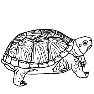 imagenes de tortuga para colorear
