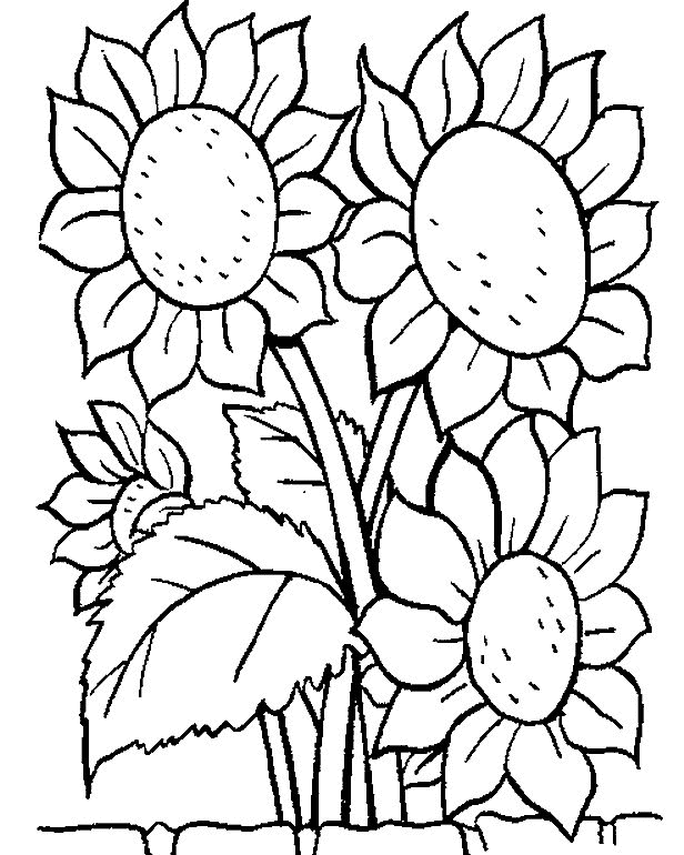 dibujos de girasoles para colorear