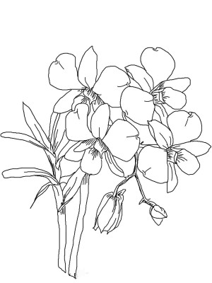 dibujos de orquideas para colorear