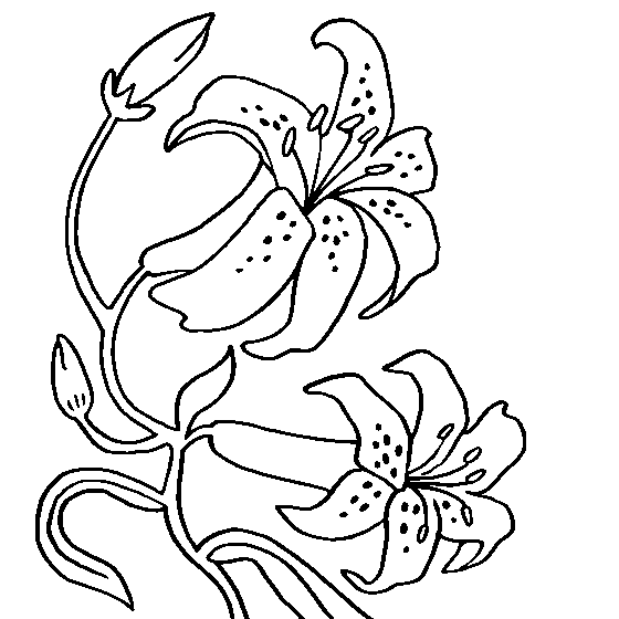 dibujos de orquideas para colorear