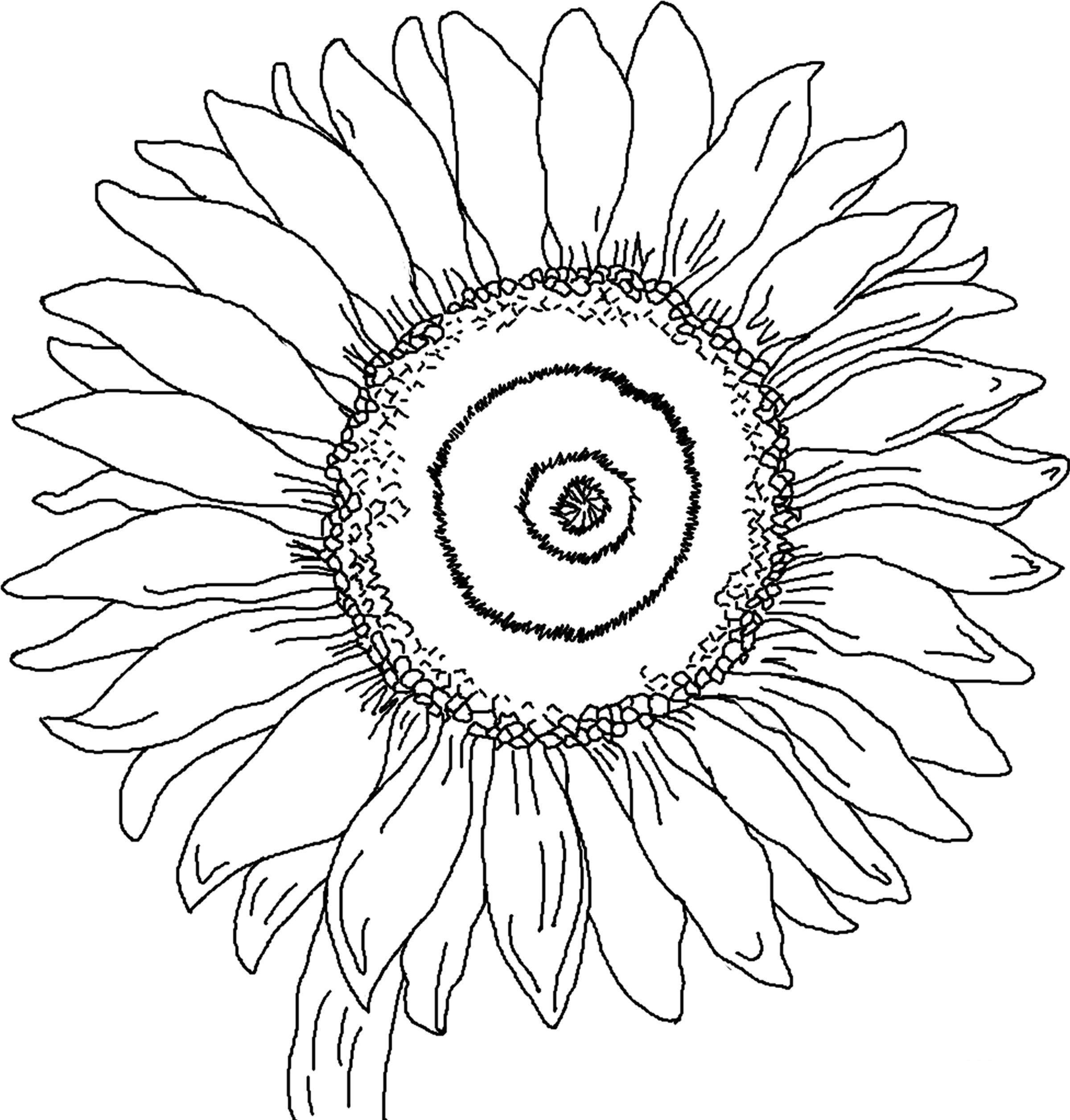 imagenes de girasoles para colorear