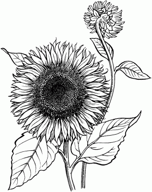 dibujo girasol para colorear