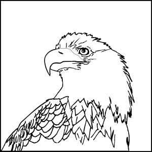 Aguila para colorear