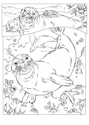 dibujos para colorear de focas