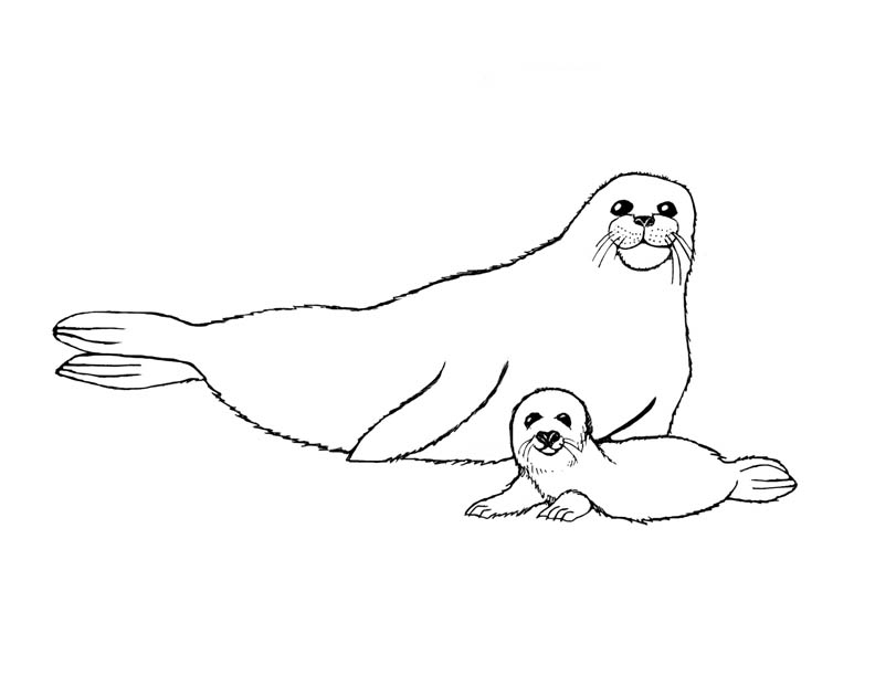 foca para colorear