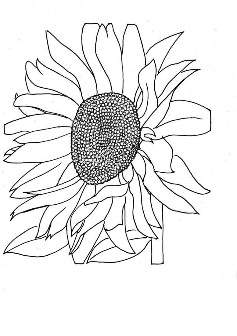 dibujos de girasoles para pintar en tela