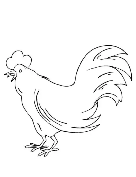 dibujo de pollo para colorear