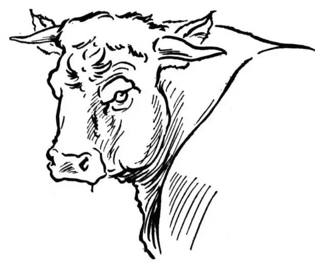 dibujos de toros para imprimir