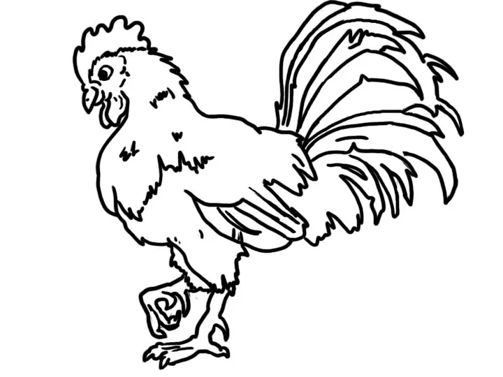 dibujos para colorear gallo