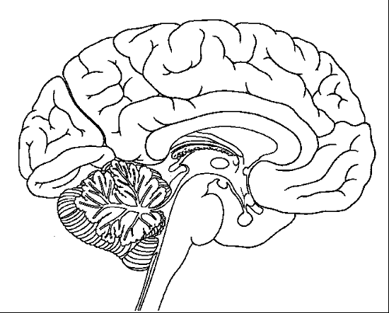 el cerebro para colorear