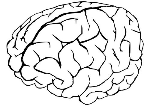 imagenes del cerebro para colorear